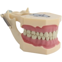 Arcada dentara tip Frasaco cu 32 dinti - imagine 3
