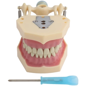 Arcada dentara tip Frasaco cu 32 dinti