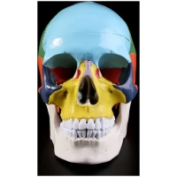Craniu anatomic colorat pe oase 1:1 - imagine 5