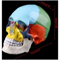 Craniu anatomic colorat pe oase 1:1 - imagine 6