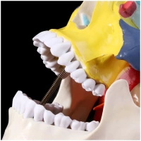Craniu anatomic colorat pe oase 1:1 - imagine 2
