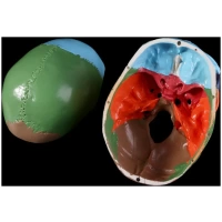 Craniu anatomic colorat pe oase 1:1 - imagine 3