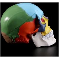 Craniu anatomic colorat pe oase 1:1 - imagine 4