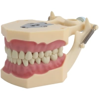 Arcada dentara tip Frasaco cu 32 dinti - imagine 4