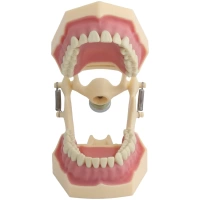 Arcada dentara tip Frasaco cu 32 dinti - imagine 2