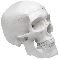 Craniu anatomic alb 1:1