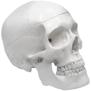 Craniu anatomic alb 1:1