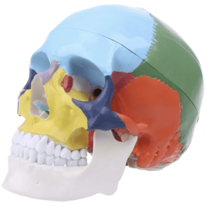Craniu anatomic colorat pe oase 1:1