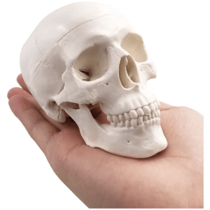 Mini craniu 1:3
