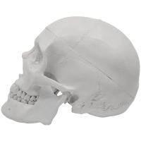 Craniu anatomic alb 1:1 - imagine 2
