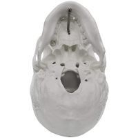 Craniu anatomic alb 1:1 - imagine 4