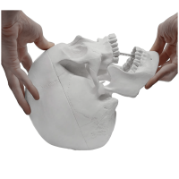 Craniu anatomic alb 1:1 - imagine 5