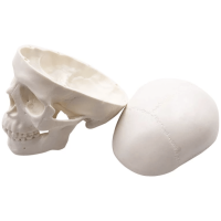Mini craniu 1:3 - imagine 2