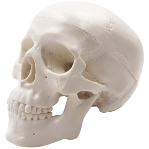 Cranii