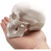 Mini craniu 1:3 - imagine 4