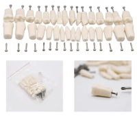 Set de 32 de dinti pentru arcada Nissin - imagine 2